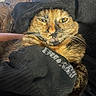 animal, black, cat, closeup, cozy, cute, expression, face, fur, home, indoors, knit_fabric, pet, playful, relaxed, resting, snug, tortoiseshell, warm, whiskers