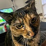 Miki is registered to the contest to win money with this photo: animal, blurred_background, cat, close_up, curious, domestic_cat, ears, face, feline, fur, household, indoor, lamp, mammal, pet, resting, television, tortoiseshell, whiskers, yellow_eyes