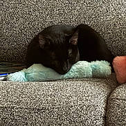 Willow joined the competition — help win amazing prizes! animal, black_cat, cat, comfort, companion, couch, cozy, cute, domestic_animal, feline, fur, home, indoor, nap, pet, plush_toy, relaxing, resting, sleeping, soft_texture