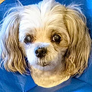 Willia is registered to the contest to win money with this photo: dog, small_dog, pet, portrait, closeup, fur, brown_eyes, white_fur, long_ears, wavy_hair, floppy_ears, nose, whiskers, groomed, blue_background, indoor, looking_at_camera, companion, mammal, cute