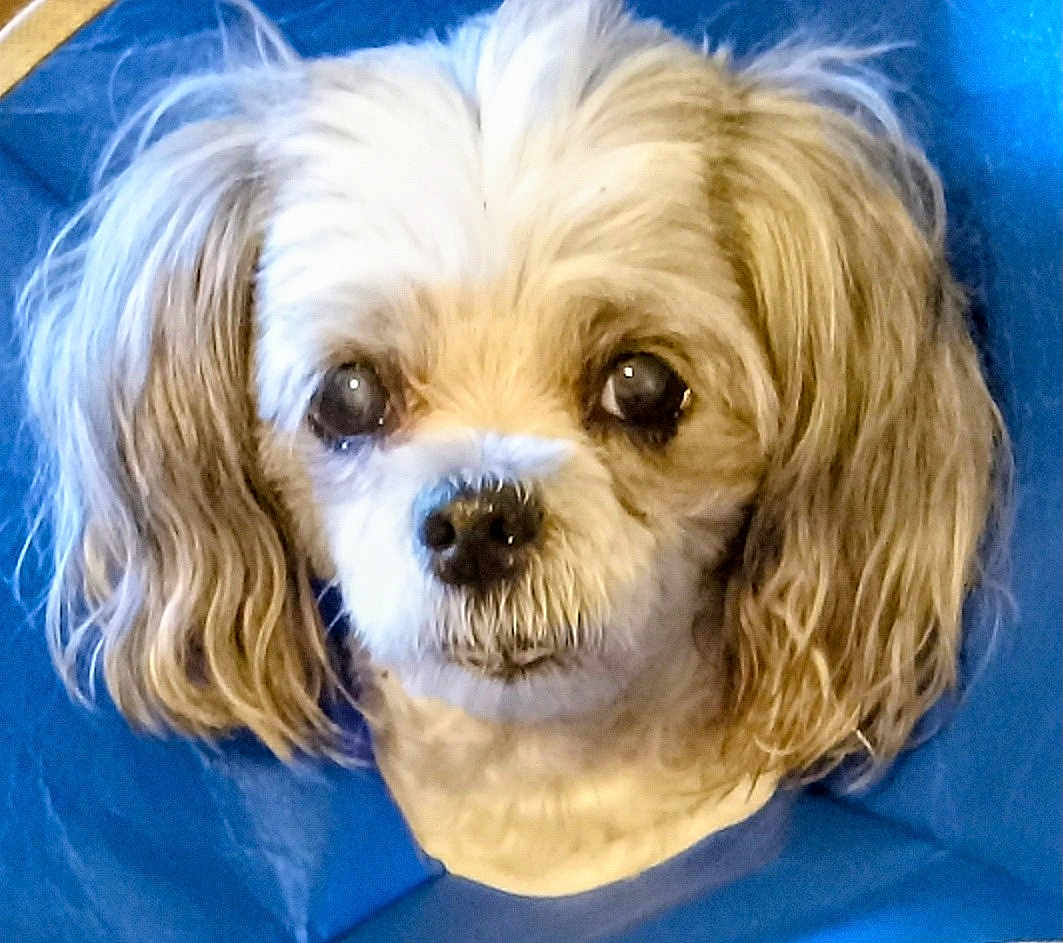 Willia is registered to the contest to win money with this photo: dog, small_dog, pet, portrait, closeup, fur, brown_eyes, white_fur, long_ears, wavy_hair, floppy_ears, nose, whiskers, groomed, blue_background, indoor, looking_at_camera, companion, mammal, cute