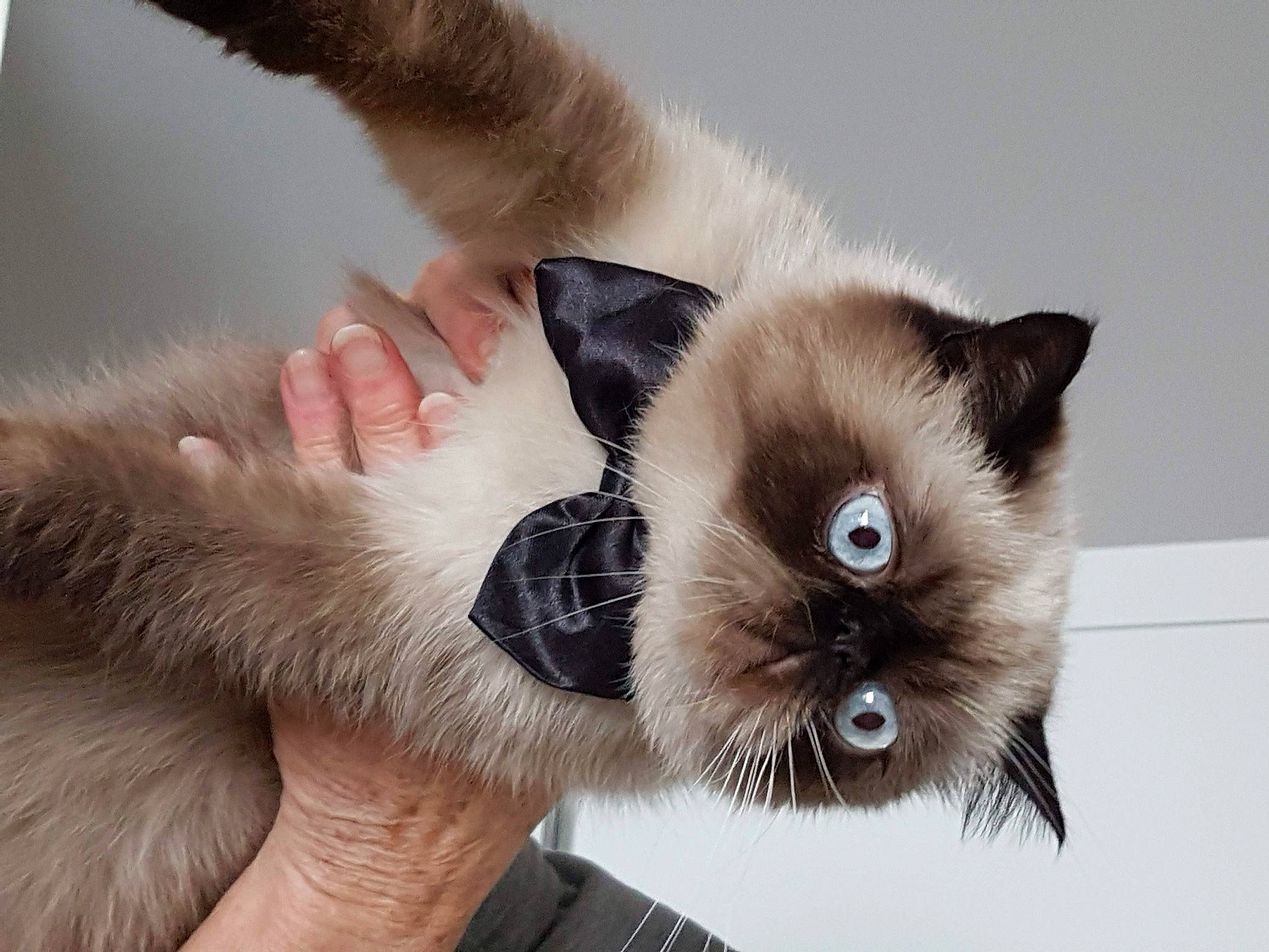 Lucky participe au concours pour gagner de l'argent avec cette photo : balinese, birman, carnivore, cat, claw, comfort, eye, eyelash, fawn, felidae, foot, fur, iris, nail, paw, siamese, small_to_medium_sized_cats, snout, thai, whiskers