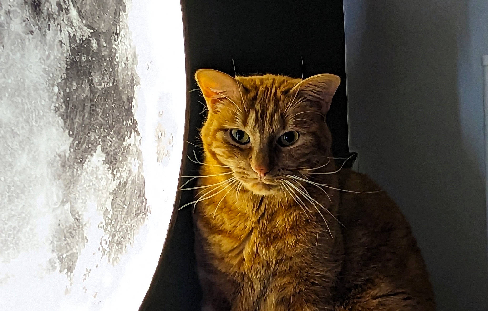 Scott participe au concours pour gagner de l'argent avec cette photo : carnivore, cat, domestic_short_haired_cat, eye, felidae, fur, hair, head, human_body, iris, small_to_medium_sized_cats, snout, tail, terrestrial_animal, tree, trunk, whiskers, wildlife, window, wood