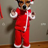 Lola is registered to the contest to win money with this photo: dog, santa_outfit, red_clothing, holiday, christmas, pet, indoor, wooden_floor, standing, ears, costume, animal, canine, cute, festive, background_wall, floor, clothing, portrait, holiday_theme