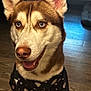 Akuma joined the competition — help win amazing prizes! dog, husky, blue_eyes, pet, animal, indoors, wooden_floor, costume, clothing, black_outfit, moon_pattern, star_pattern, happy, smiling, fur, ears, nose, mouth, sitting, cute