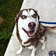 Akuma is registered to the contest to win money with this photo: dog, husky, blue_eyes, smiling, leash, harness, concrete, grass, outdoor, pet, canine, happy, walking, animal, paw, snout, ears, tongue, footwear, crocs