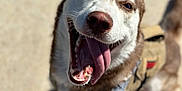 Akuma joined the competition — help win amazing prizes! dog, husky, happy, tongue_out, leash, outdoor, pet, canine, smiling, closeup, walking, daylight, animal, fur, ears, mouth_open, playful, friendly, cute, excited