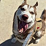 dog, husky, happy, tongue_out, leash, outdoor, pet, canine, smiling, closeup, walking, daylight, animal, fur, ears, mouth_open, playful, friendly, cute, excited
