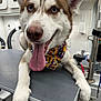 Akuma joined the competition — help win amazing prizes! dog, husky, blue_eyes, tongue_out, bandana, pet, grooming_table, animal, happy, fur, white, brown, ears, tongue, closeup, indoors, smiling, canine, companion, cute