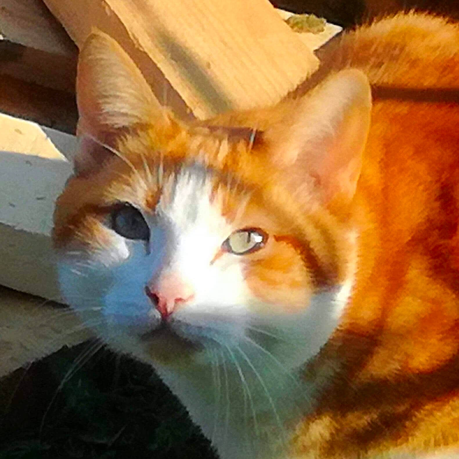 Mousse participe au concours pour gagner de l'argent avec cette photo : art, carnivore, cat, domestic_short_haired_cat, eye, fawn, felidae, fur, grass, hair, head, iris, paw, small_to_medium_sized_cats, snout, square, tail, terrestrial_animal, whiskers, wood