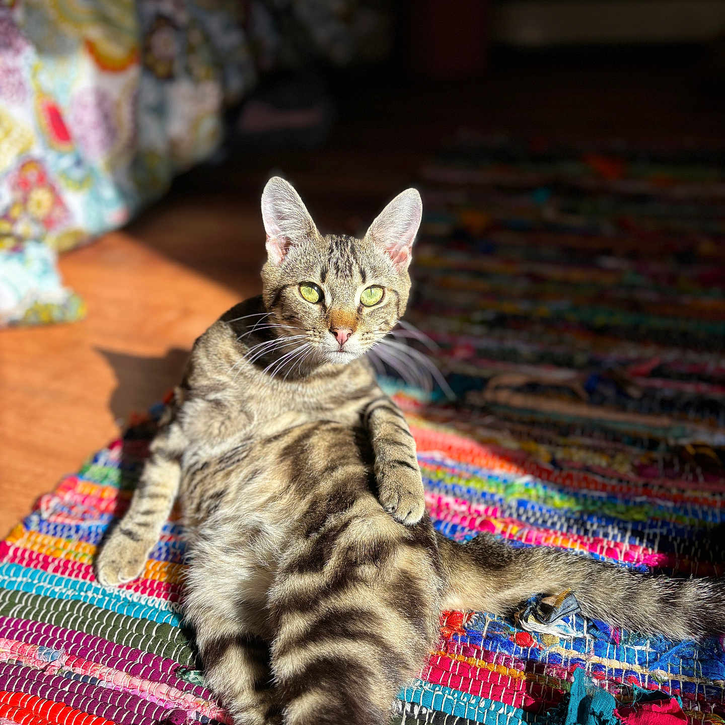 Hopper joined the competition — help win amazing prizes! abyssinian, accessories, animal, applique, bed, blanket, cat, couch, cushion, furniture, hardwood, homedecor, indoors, kitten, manx, pattern, pet, quilt, rug, wood
