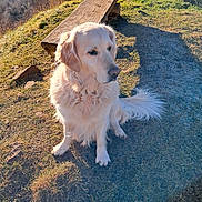Laly a rejoint le concours — aidez-le/la à gagner de superbes lots ! dog, golden_retriever, outdoor, grass, bench, sunlight, shadow, pet, animal, nature, fur, sitting, canine, daylight, mammal, ears, tail, nose, quiet, peaceful