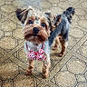 dog, small_dog, bow_tie, cute, pet, animal, floor, tile_floor, patterned_floor, indoor, fur, brown_fur, black_fur, standing, looking_up, ears, tail, companion, adorable, domestic_animal