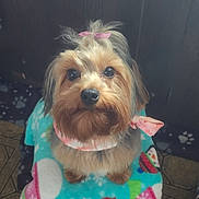 Elle May is registered to the contest to win money with this photo: dog, small_dog, pet, bow, scarf, blanket, snowman_pattern, indoor, floor, wood_panel, cute, adorable, looking_up, fur, animal, companion, domestic_animal, portrait, sitting, attention