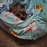dog, blanket, cozy, pet, indoor, floor, patterned_floor, sleeping, fur, cute, snuggled, resting, home, comfort, animal, brown_dog, soft_texture, wrapped, relaxed, warm