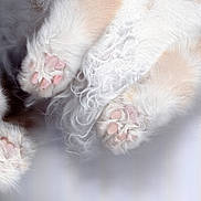 Remy And Gusteau joined the competition — help win amazing prizes! animal, background_blur, cat, claws, close_up, curly_fur, cute, detail, feline, fluffy, fur, macro, paws, pet, pink_pads, resting, soft, texture, whiskers, white