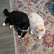 Remy And Gusteau is registered to the contest to win money with this photo: cat, black_cat, white_cat, fluffy, pets, indoor, rug, patterned_rug, floor, relaxing, animal, feline, cute, two_animals, laying_down, domestic, companions, fur, resting, home