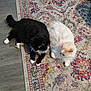 cat, black_cat, white_cat, fluffy, pets, indoor, rug, patterned_rug, floor, relaxing, animal, feline, cute, two_animals, laying_down, domestic, companions, fur, resting, home