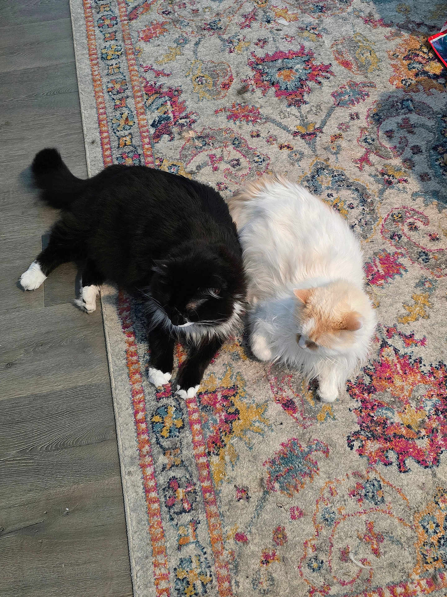 Remy And Gusteau is registered to the contest to win money with this photo: cat, black_cat, white_cat, fluffy, pets, indoor, rug, patterned_rug, floor, relaxing, animal, feline, cute, two_animals, laying_down, domestic, companions, fur, resting, home