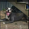 dog, outdoor, smiling, tongue_out, lying_down, dirt, wooden_structure, fence, pet, happy, canine, animal, resting, playful, sunlight, nature, domestic_animal, friendly, mammal, companion