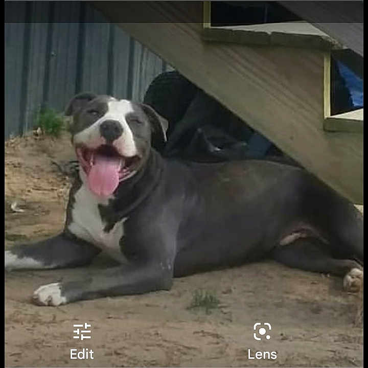 Blu is registered to the contest to win money with this photo: dog, outdoor, smiling, tongue_out, lying_down, dirt, wooden_structure, fence, pet, happy, canine, animal, resting, playful, sunlight, nature, domestic_animal, friendly, mammal, companion