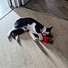 cat, black_and_white, toy, carrot_toy, floor, wooden_floor, door, indoor, pet, animal, playing, lying_down, curious, clawing, clutching, domestic_cat, feline, cute, relaxed, home