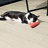 cat, black_and_white, toy_carrot, floor, wooden_floor, indoor, furniture_leg, relaxed, lying_down, pet, animal, cute, whiskers, playful, cozy, domestic, fur, resting, small_toy, companion
