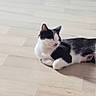 animal, bed, black_and_white, calm, cat, cute, domestic_animal, ears, floor, fur, home, indoor, lying_down, pet, quiet, relaxed, resting, shoes, whiskers, wooden_floor