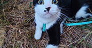 Chipie a rejoint le concours — aidez-le/la à gagner de superbes lots ! cat, black_and_white, yellow_eyes, harness, leash, outdoor, grass, pine_needles, curious, pet, animal, nature, close_up, feline, whiskers, ears, ground, greenery, stretching, daylight