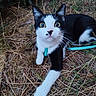 cat, black_and_white, yellow_eyes, harness, leash, outdoor, grass, pine_needles, curious, pet, animal, nature, close_up, feline, whiskers, ears, ground, greenery, stretching, daylight