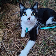 Chipie a rejoint le concours — aidez-le/la à gagner de superbes lots ! cat, black_and_white, outdoor, grass, dry_grass, leash, harness, pet, animal, whiskers, yellow_eyes, nature, curious, close_up, feline, ground, wild, plant, muzzle, paw