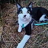cat, black_and_white, outdoor, grass, dry_grass, leash, harness, pet, animal, whiskers, yellow_eyes, nature, curious, close_up, feline, ground, wild, plant, muzzle, paw