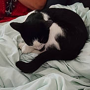 Chipie a rejoint le concours — aidez-le/la à gagner de superbes lots ! animal, bed, black_and_white, blanket, cat, comfort, cozy, cute, domestic_animal, fur, human_arm, indoor, nap, pet, relaxation, resting, sleeping, soft, tail, whiskers
