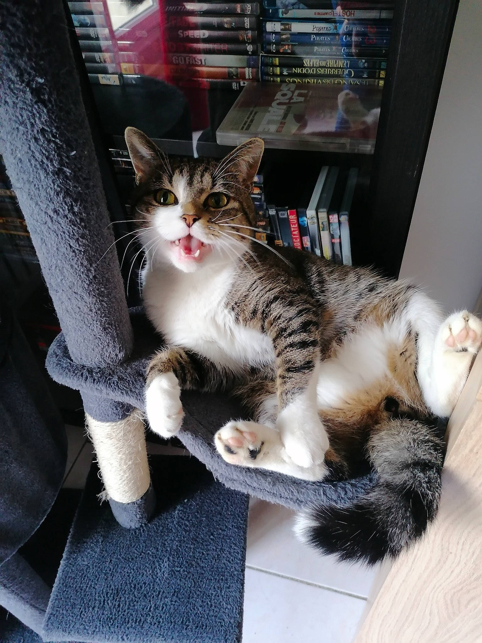 Sheitane participe au concours pour gagner de l'argent avec cette photo : bookcase, box, carnivore, cat, claw, comfort, computer_keyboard, domestic_short_haired_cat, felidae, fur, lap, paw, shelf, shelving, sitting, small_to_medium_sized_cats, snout, tail, tree, whiskers