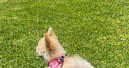 Honey is registered to the contest to win money with this photo: black_pants, blue_sky, bow, car, clouds, daytime, dog, fluffy, grass, house, lawn, outdoor, parked_car, person, pink_harness, side_view, slippers, small_dog, suburban, tree
