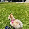 Honey is registered to the contest to win money with this photo: dog, small_dog, fluffy, pink_harness, grass, lawn, person, black_pants, slippers, bow, side_view, suburban, car, parked_car, tree, house, blue_sky, clouds, daytime, outdoor