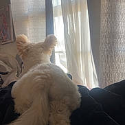 Honey joined the competition — help win amazing prizes! animal, back_view, blanket, cozy, curtains, dog, fluffy, fur, home, indoor, light, peaceful, pet, relaxing, resting, soft, sunlight, tail, white, window