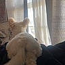 animal, back_view, blanket, cozy, curtains, dog, fluffy, fur, home, indoor, light, peaceful, pet, relaxing, resting, soft, sunlight, tail, white, window