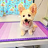 dog, pet, cute, fluffy, bandana, tongue_out, indoor, table, mat, purple, white, ears, happy, smiling, animal, small_dog, fur, face, sitting, background