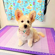 Honey is registered to the contest to win money with this photo: dog, pet, cute, bandana, groomed, indoor, table, purple, pink, curtain, blurred_background, ears, fur, adorable, sitting, portrait, animal, small_dog, cozy, colorful