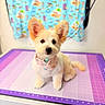 dog, pet, cute, bandana, groomed, indoor, table, purple, pink, curtain, blurred_background, ears, fur, adorable, sitting, portrait, animal, small_dog, cozy, colorful