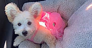 Honey is registered to the contest to win money with this photo: dog, small_dog, pet_bed, pink_dress, car_interior, leather_seat, plush_bed, cute, fluffy, animal, pet, canine, ears, looking_up, resting, cozy, indoor, seatbelt, car_backseat, comfortable
