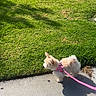 Honey is registered to the contest to win money with this photo: dog, small_dog, fluffy, pink_harness, leash, sidewalk, grass, greenery, shadow, outdoor, sunlight, pet, canine, walking, nature, daytime, curious, park, animal, companion