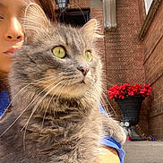 Mininis joined the competition — help win amazing prizes! animal, brick, cat, city, face, flower, head, jar, person, pet, photography, plant, planter, portrait, pottedplant, pottery, road, street, urban, vase