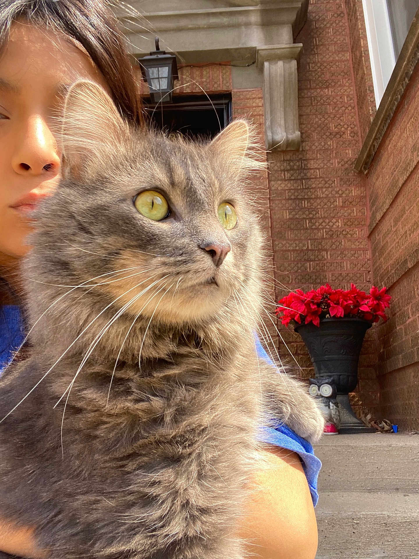 Mininis joined the competition — help win amazing prizes! animal, brick, cat, city, face, flower, head, jar, person, pet, photography, plant, planter, portrait, pottedplant, pottery, road, street, urban, vase