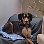 Pluto a rejoint le concours — aidez-le/la à gagner de superbes lots ! dog, indoor, blanket, chair, paw_prints, crossed_legs, relaxed, pet, furniture, wall, canine, seated, domestic, animal, brown, black, gray, ears, face, looking