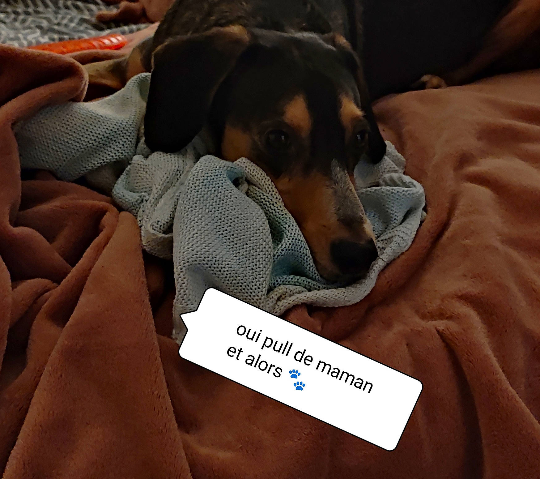 Pluto participe au concours pour gagner de l'argent avec cette photo : brand, brown, canidae, carnivore, comfort, companion_dog, dog, dog_breed, dog_supply, font, formal_wear, grey, hound, linens, pattern, scent_hound, sleeve, sporting_group, uniform, working_animal