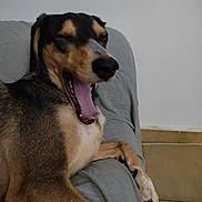 Pluto a rejoint le concours — aidez-le/la à gagner de superbes lots ! dog, yawning, couch, gray_cover, indoor, pet, sleepy, paw, brown_fur, black_fur, nose, mouth_open, tongue, relaxed, animal, canine, home, floor_tile, resting, fur