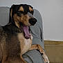 dog, yawning, couch, gray_cover, indoor, pet, sleepy, paw, brown_fur, black_fur, nose, mouth_open, tongue, relaxed, animal, canine, home, floor_tile, resting, fur