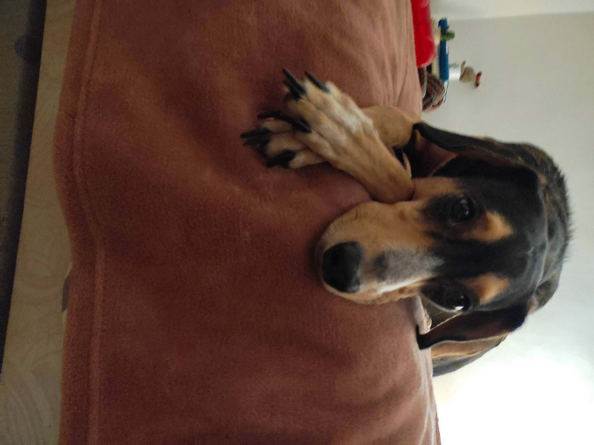 Pluto participe au concours pour gagner de l'argent avec cette photo : canidae, carnivore, claw, comfort, companion_dog, dog, dog_breed, fawn, fur, gesture, guard_dog, human_leg, paw, pomeranian, snout, sporting_group, whiskers, wood, working_animal, working_dog